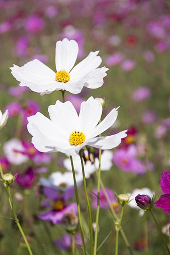 White Cosmos Flowers in a Field with Purple Background