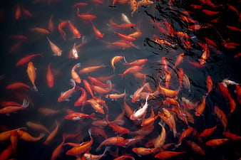 School of Orange Koi Fish Swimming in Dark Pond Water