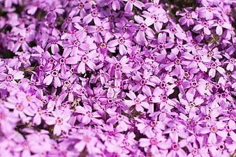 Close-up of dense purple phlox flowers in spring garden
