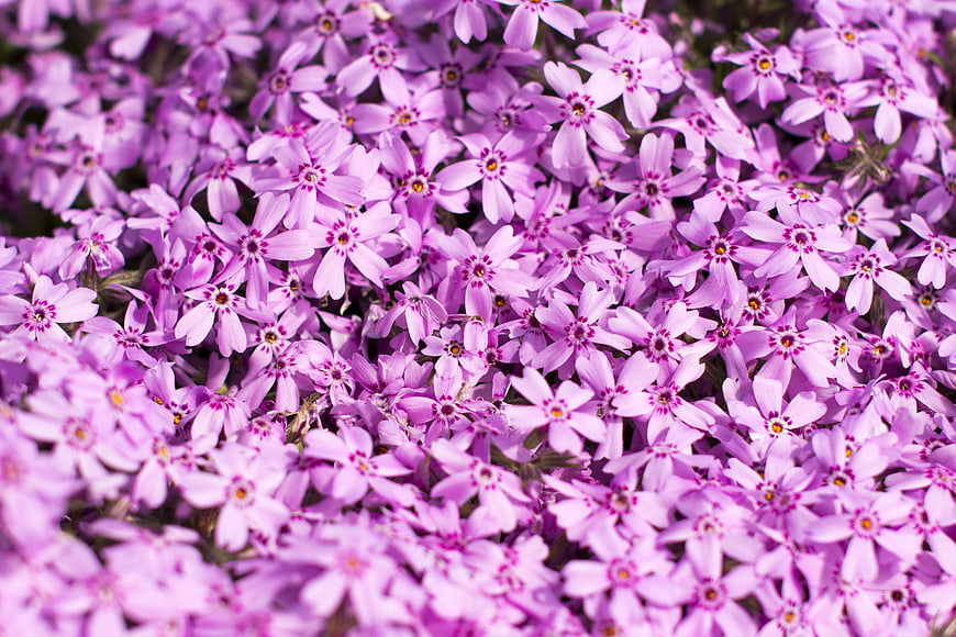 Close-up of dense purple phlox flowers in spring garden