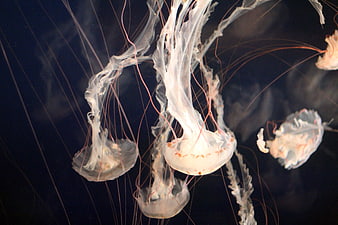 White jellyfish with long tentacles swimming in dark water