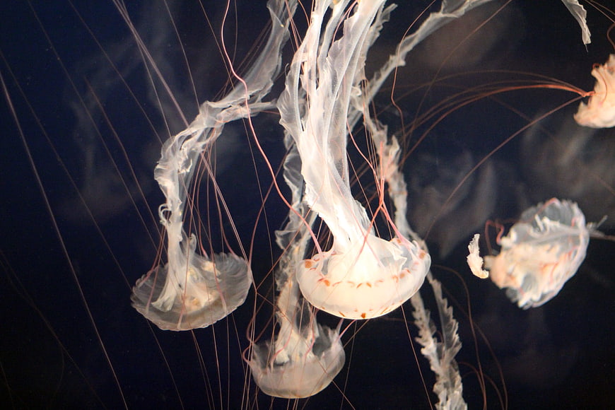 White jellyfish with long tentacles swimming in dark water