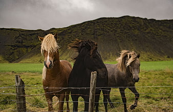 Three Icelandic horses standing in a green pasture with mountains