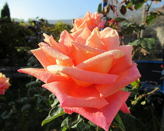 Close-up of a vibrant orange rose with morning dew drops