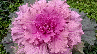 Vibrant Pink Ornamental Kale with Water Droplets