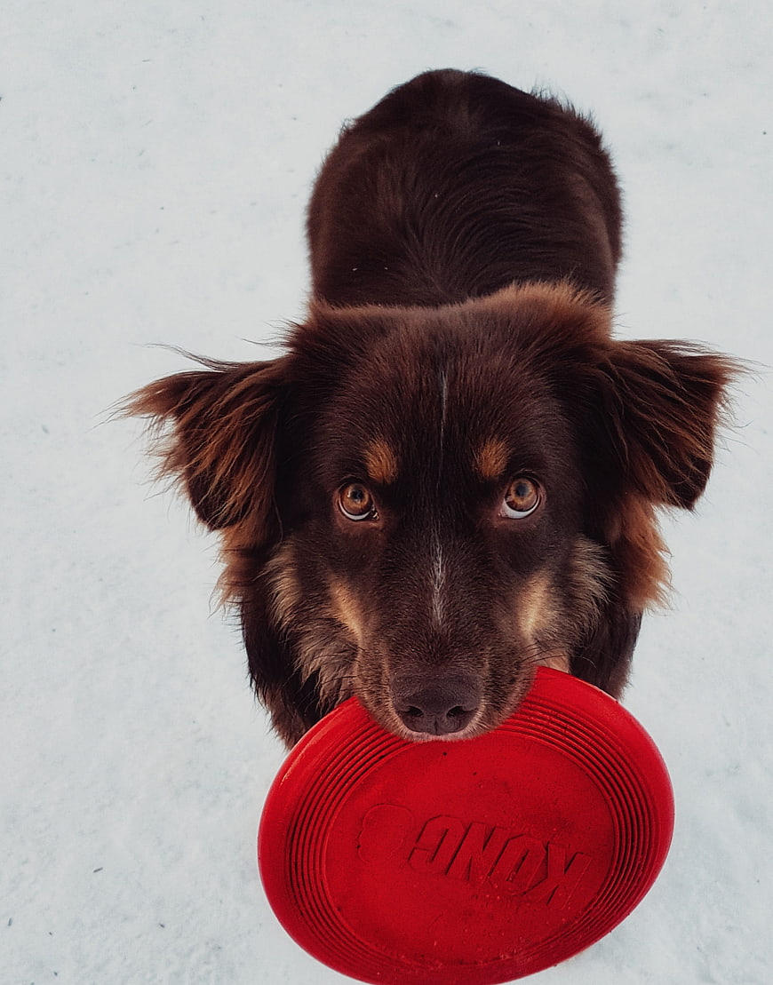 Brown dog holding red frisbee in snow