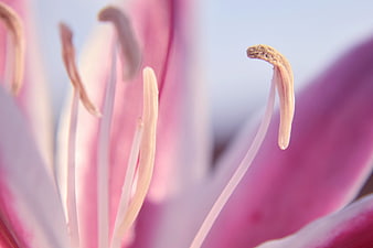 Macro Close-Up of Pink Lily Stamen and Pollen