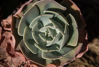 Close-up of Echeveria Succulent Rosette with Pink Tips