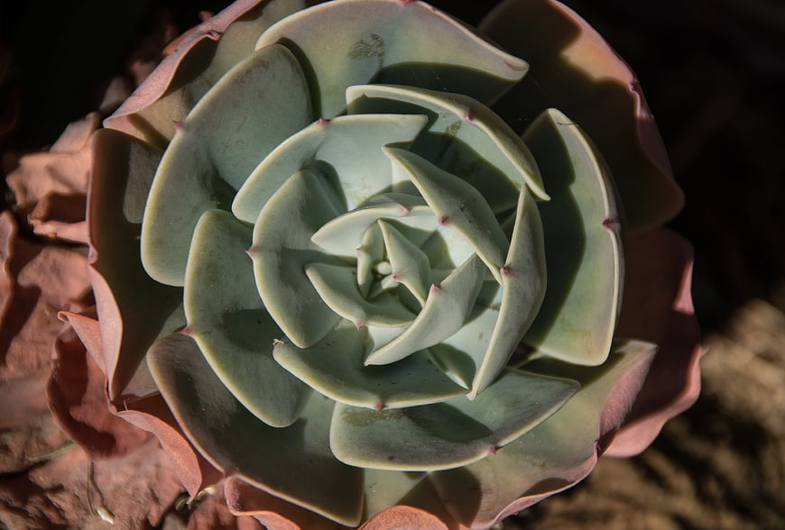 Close-up of Echeveria Succulent Rosette with Pink Tips