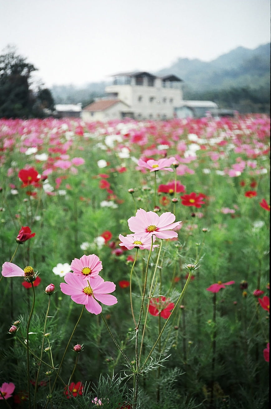 Pink and red cosmos flowers blooming in a field