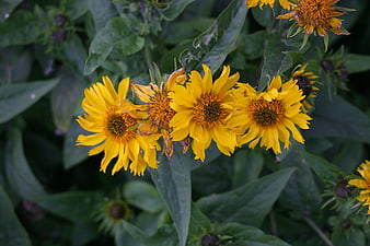 Close-up of vibrant yellow wildflowers in a garden