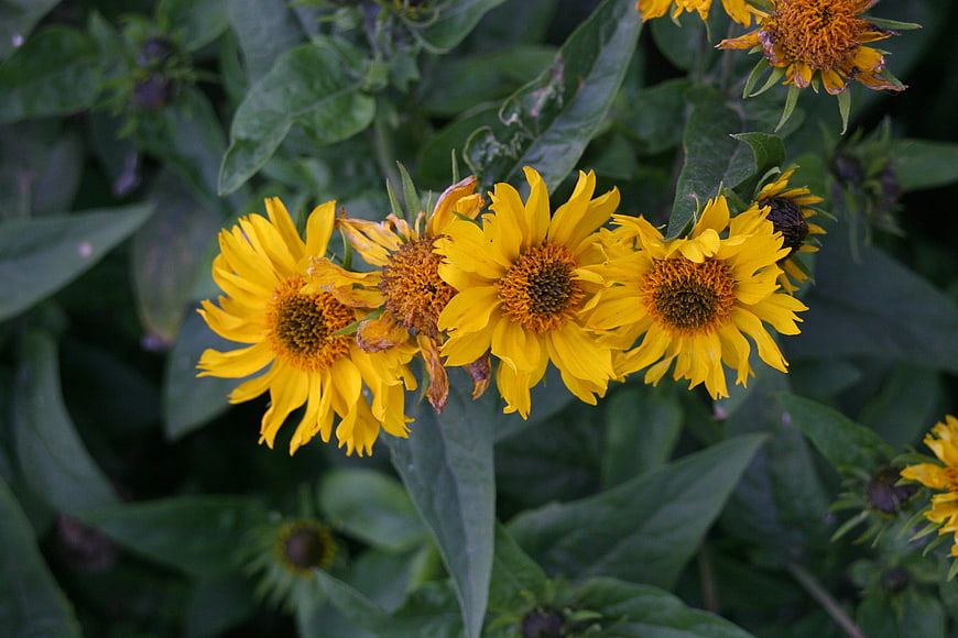 Close-up of vibrant yellow wildflowers in a garden