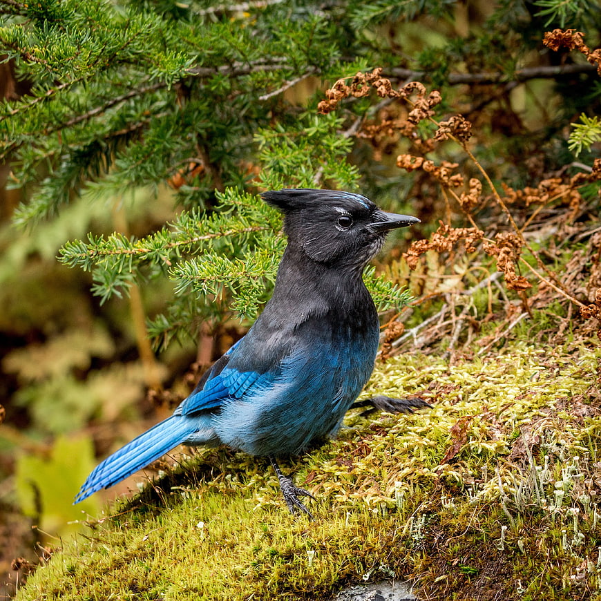 Steller's Jay Perched on Mossy Rock in Coniferous Forest