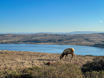 Wildlife grazing on grassy hill overlooking lake and mountains