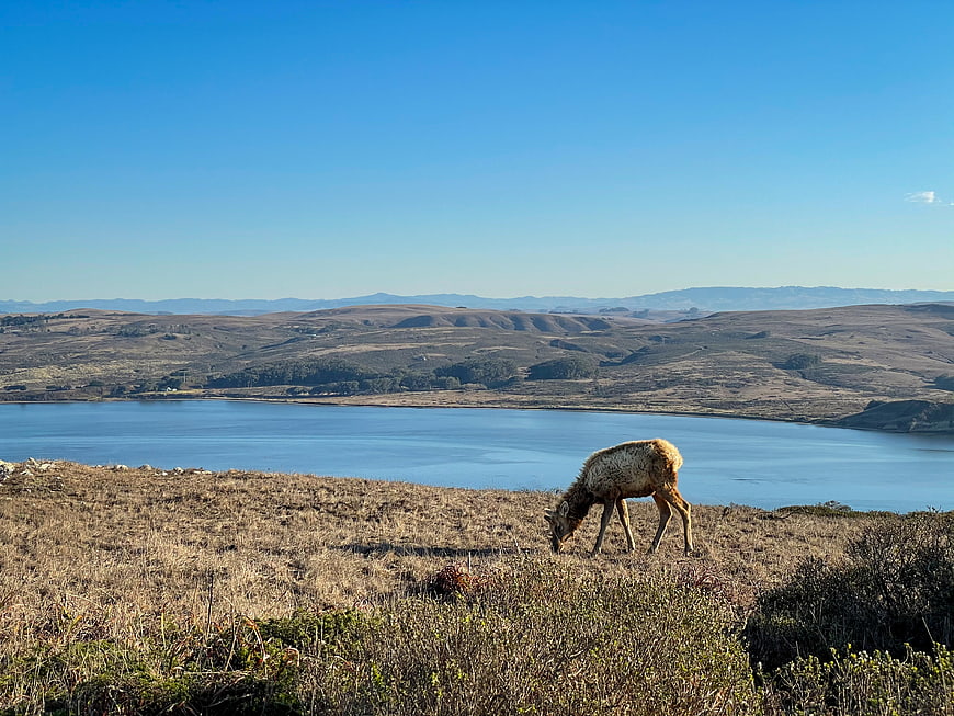 Wildlife grazing on grassy hill overlooking lake and mountains