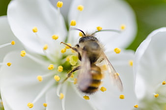 Close-up of a Honey Bee Pollinating a White Blossom