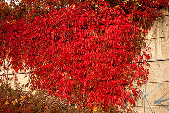 Vibrant red autumn leaves climbing a concrete wall