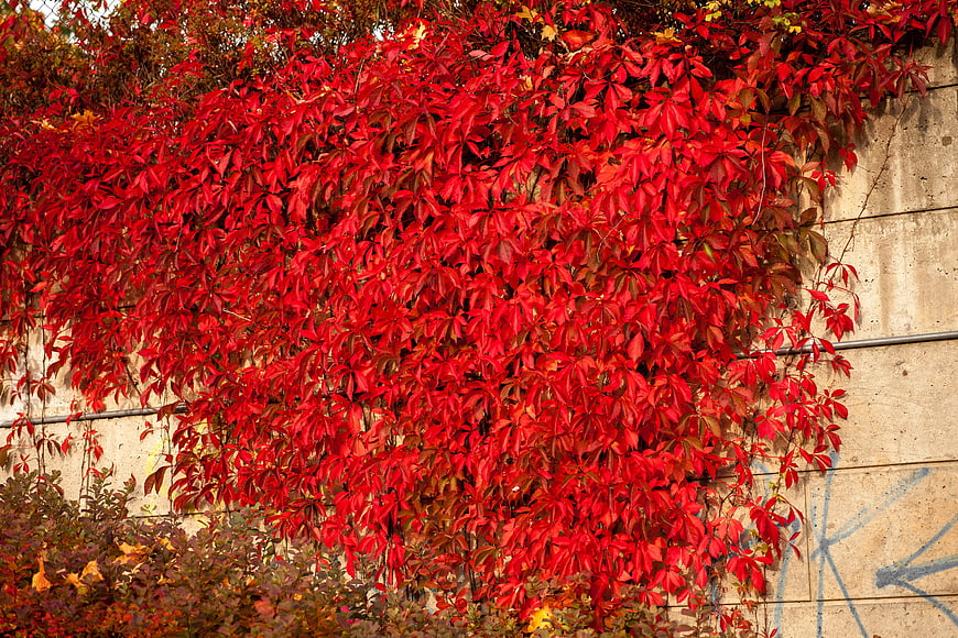 Vibrant red autumn leaves climbing a concrete wall
