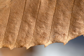 Macro Texture of Dried Brown Leaf Surface