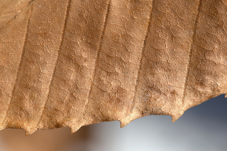 Macro Texture of Dried Brown Leaf Surface
