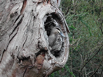 Pacific Black Duck Nesting in Tree Hollow