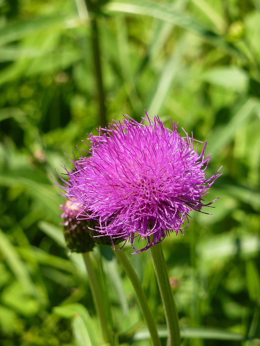 Close-up of a vibrant purple thistle flower in a green field