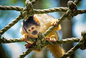 Cute Squirrel Monkey Climbing Rope Net in Zoo