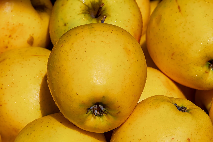 Close-up of fresh yellow Golden Delicious apples