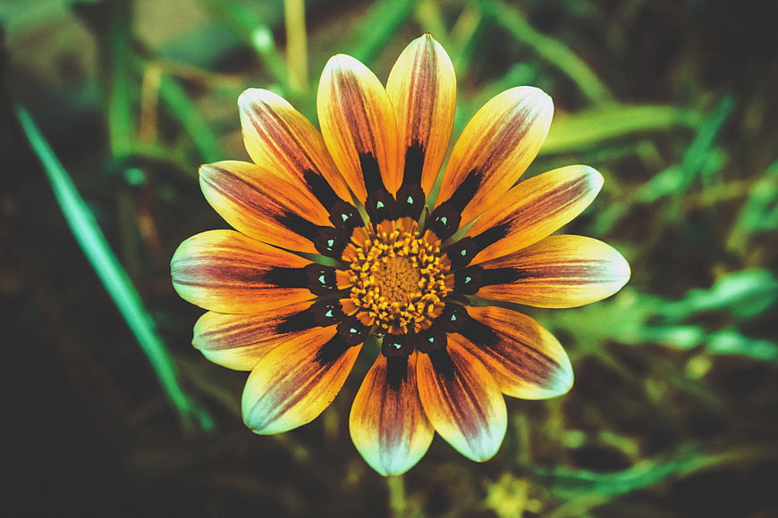 Close-up of vibrant orange and yellow gazania flower