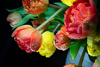Vibrant Red and Yellow Tulips with Water Droplets