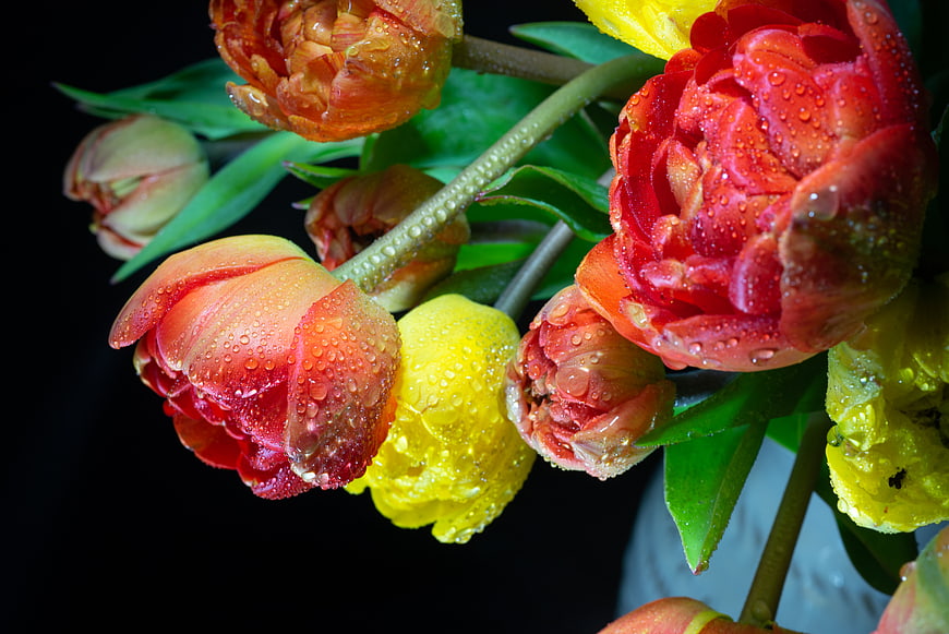 Vibrant Red and Yellow Tulips with Water Droplets