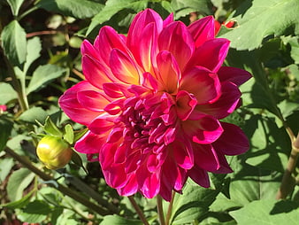 Vibrant Pink and Yellow Dahlia Flower in Garden