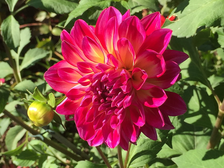 Vibrant Pink and Yellow Dahlia Flower in Garden