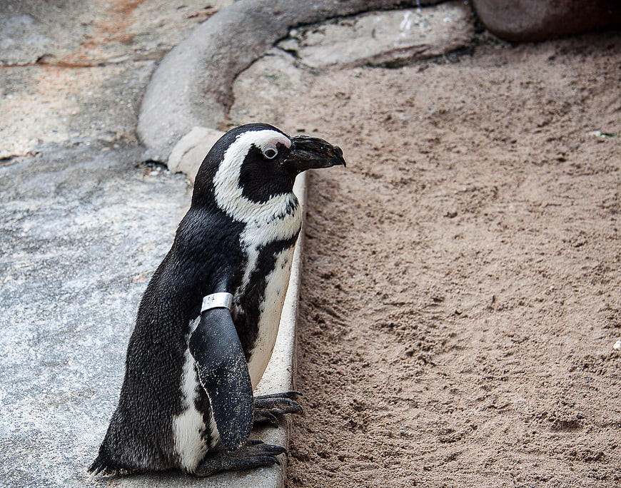 Humboldt Penguin Sitting on Concrete Edge in Zoo Enclosure