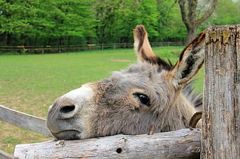 Close-up of a donkey resting its head on a wooden fence