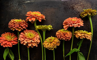 Flat lay of orange zinnia flowers on dark textured background