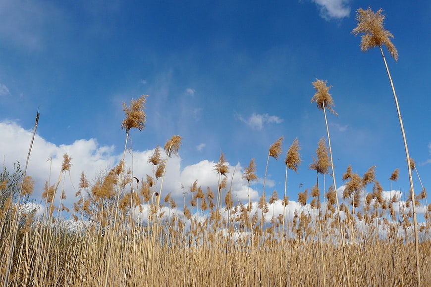 Tall dry reeds against a bright blue sky with clouds