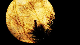 Full Moon Silhouetted by Pine Tree Branches at Night