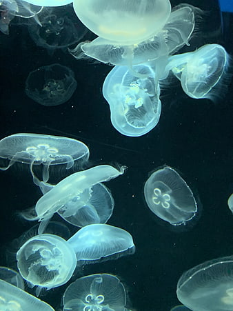 Translucent Moon Jellyfish Swimming in Dark Aquarium Water