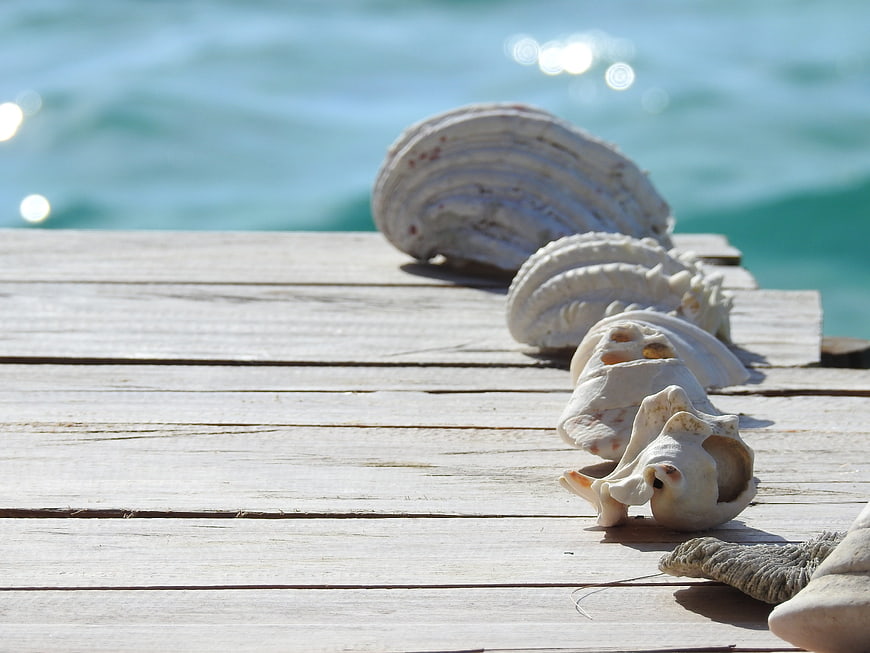 White seashells on wooden dock with turquoise sea background