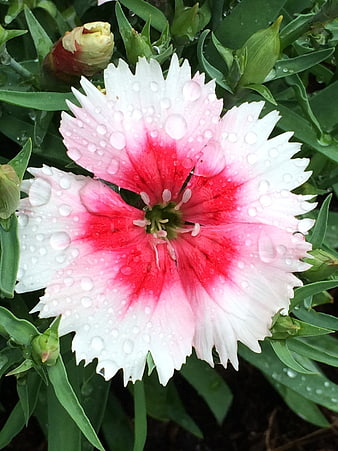 Close-up of Pink and White Dianthus Flower with Water Droplets