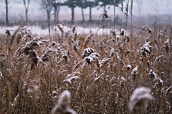 Snowy Reeds in Winter Marsh Landscape