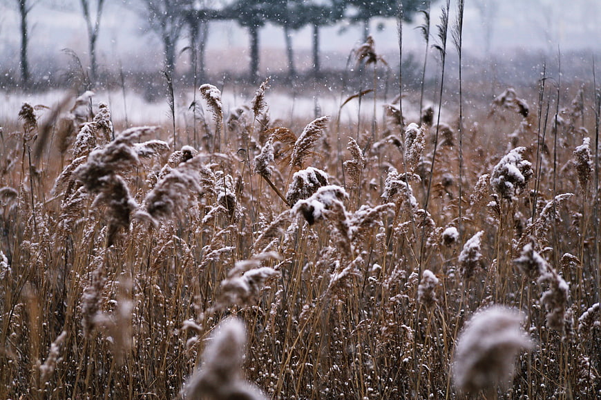Snowy Reeds in Winter Marsh Landscape