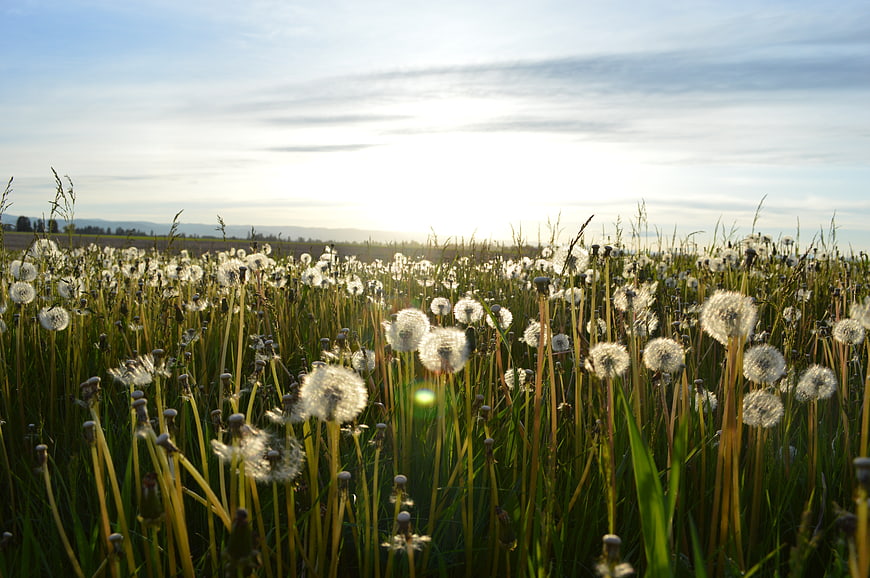 Sunlit Dandelion Field at Sunset