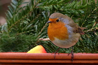 European Robin perched on terracotta pot rim with fruit
