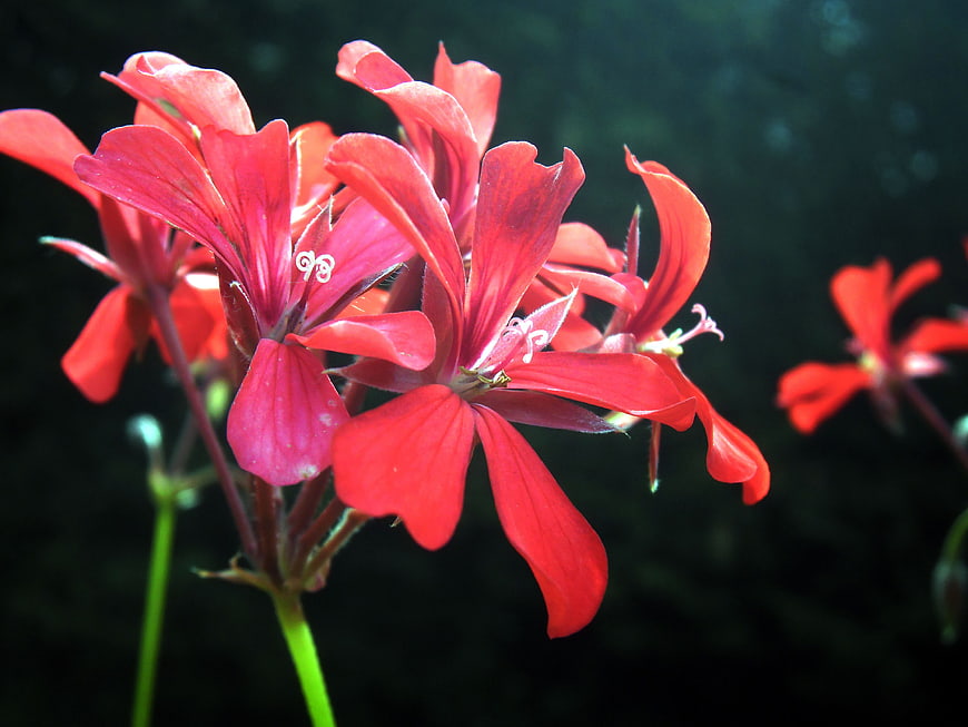 Vibrant Red Geranium Flowers in a Garden