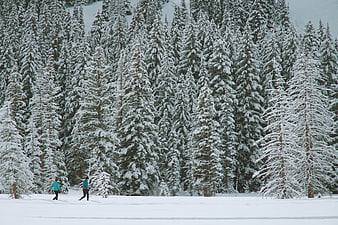 Two people skiing in a snowy winter forest landscape
