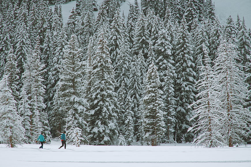 Two people skiing in a snowy winter forest landscape