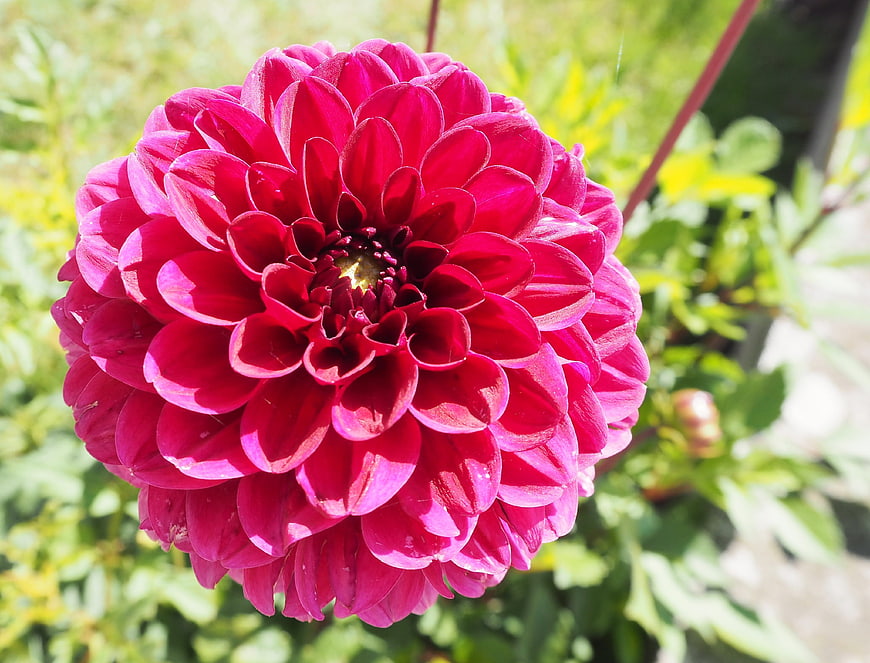 Vibrant Pink Dahlia Flower Close-Up in Garden
