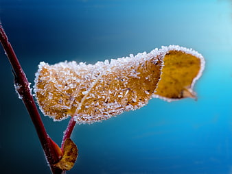 Macro shot of frost-covered yellow leaf on a twig against blue background